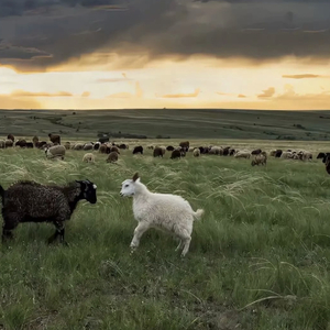 国产精品日韩精品欧美精
